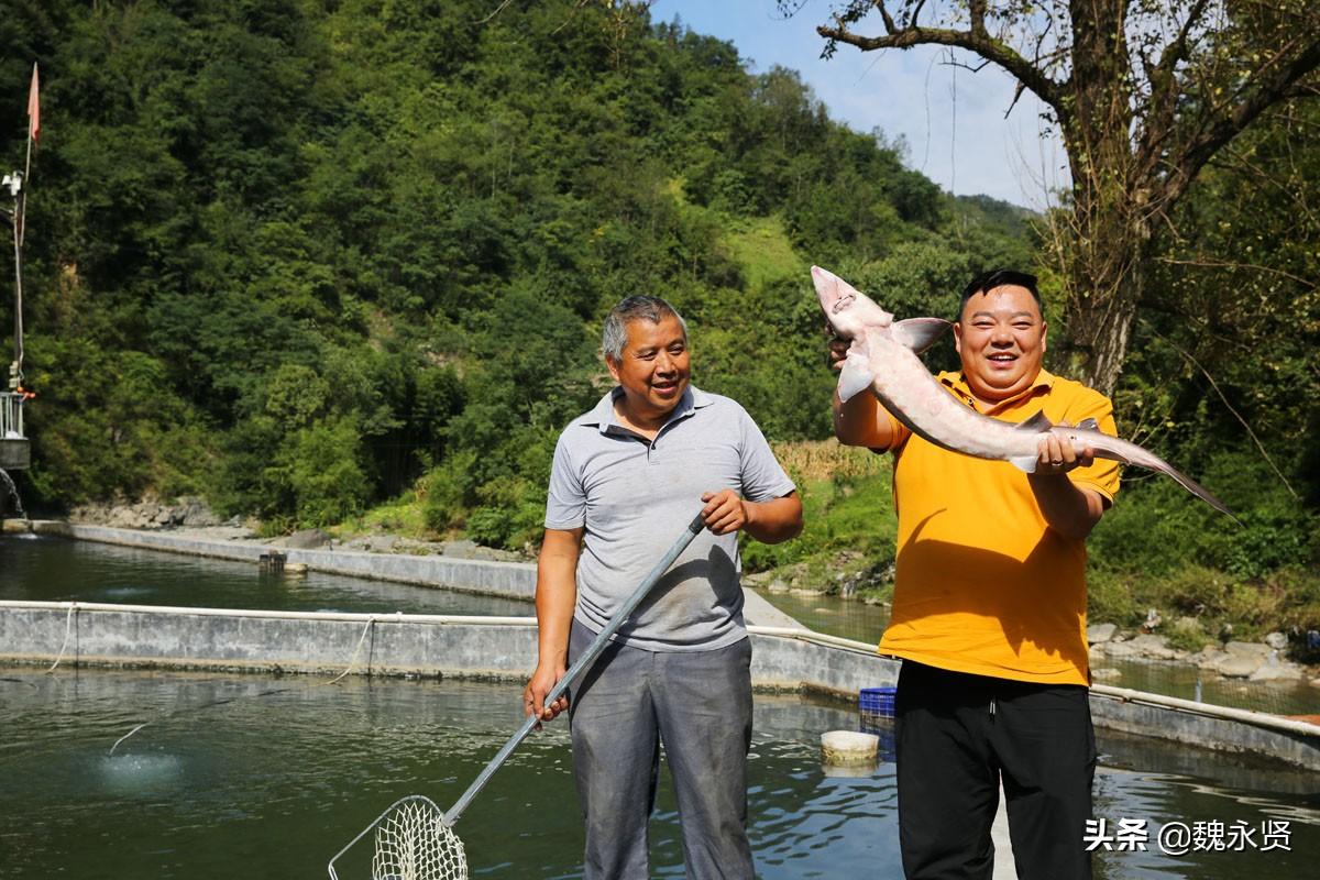 最新流水養殖技術(shù)步驟指南與操作詳解