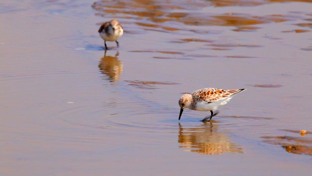 唐山灤南未來(lái)藍圖揭秘，最新規劃引領(lǐng)城市發(fā)展