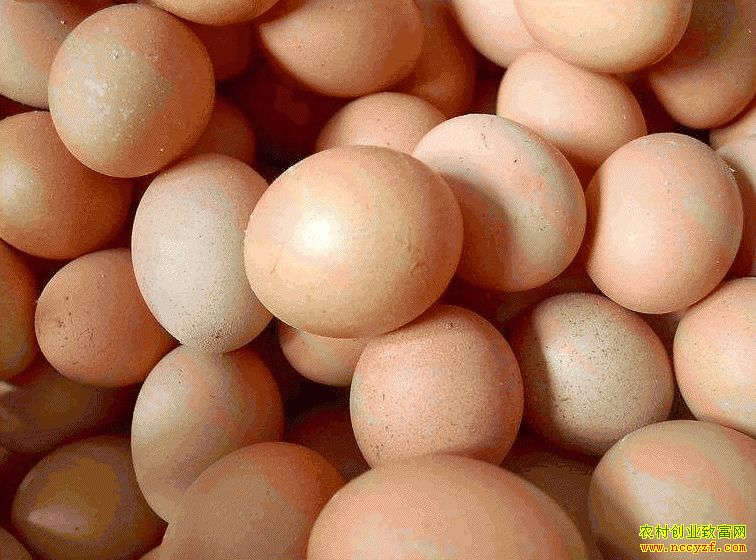 肇東雞蛋價(jià)格最新動(dòng)態(tài)，跟隨自然腳步，重拾內心寧靜與平和的探索之旅