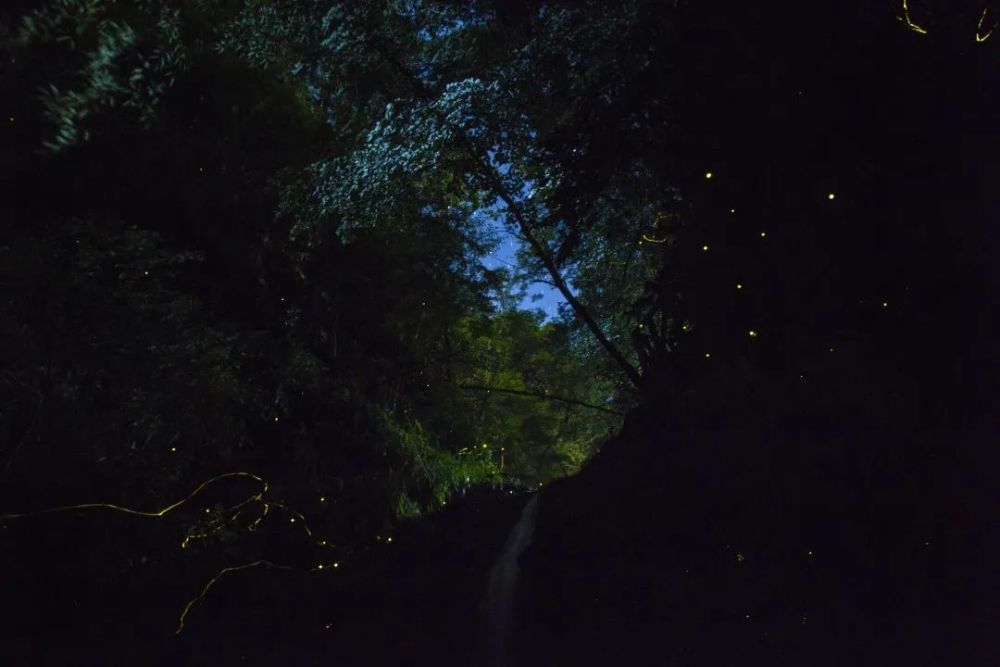 四不像六好彩資料,行動(dòng)規劃執行_TXQ23.842全景版