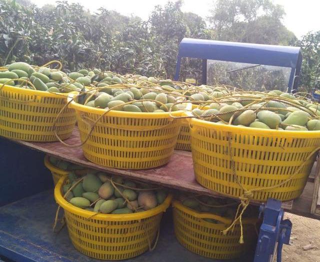 最新芒果品種揭秘，熱帶風(fēng)味的獨特魅力探索