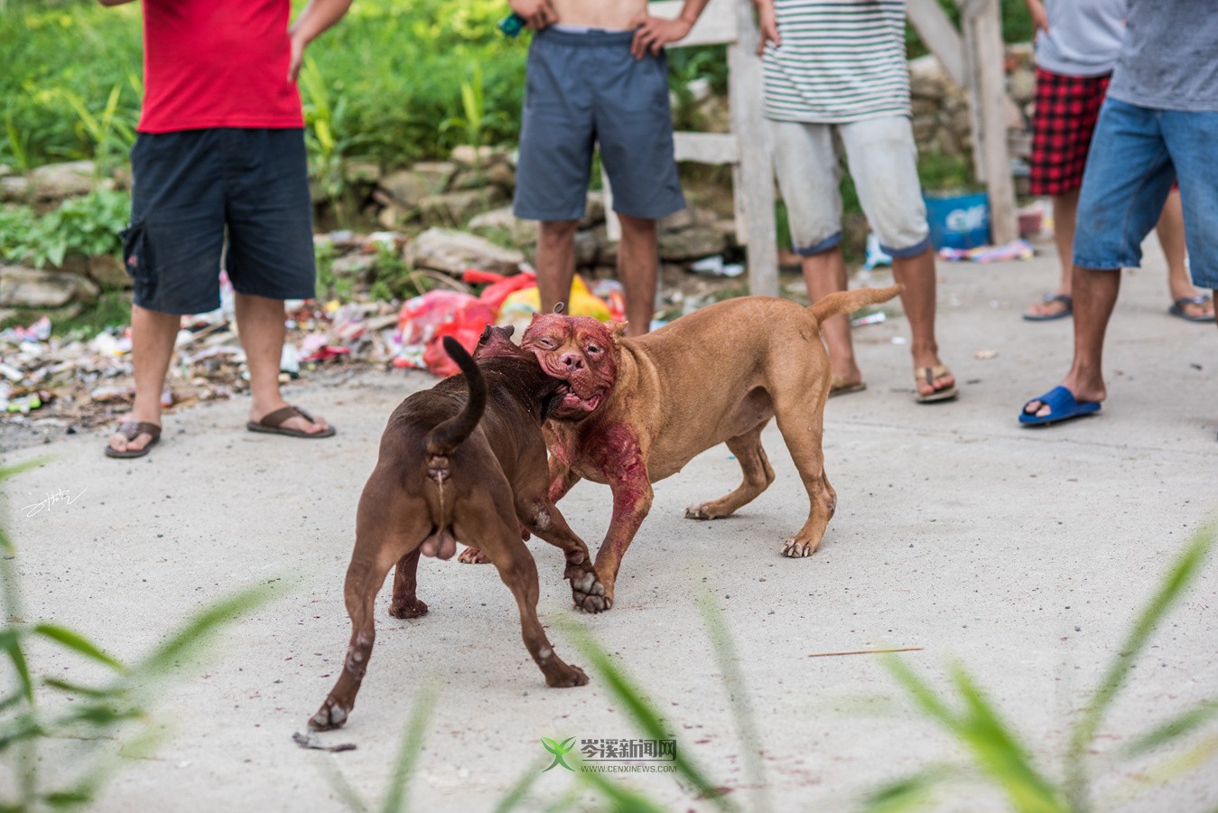 玉林斗狗風(fēng)采，小巷深處的獨特風(fēng)情展