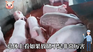 最新閹豬技巧步驟指南，專(zhuān)業(yè)方法與實(shí)用操作指南