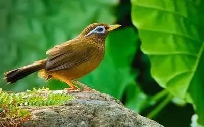 鎮雄房屋最新出售信息，家園變遷與自我成長(cháng)的自信成就