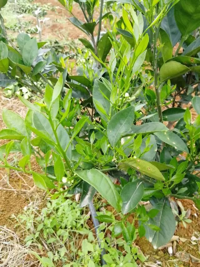 柑橘最新保果技術(shù)，開(kāi)啟探索之旅，勵志無(wú)限可能