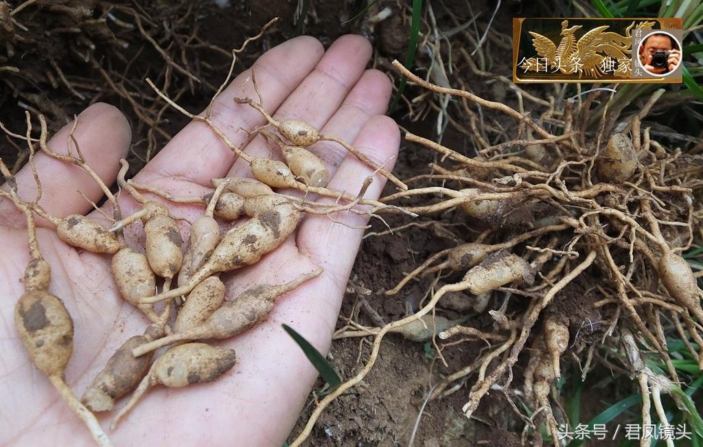 麥冬最新價(jià)格行情動(dòng)態(tài)更新