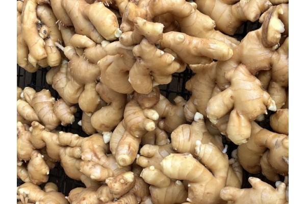 昌邑生姜市場(chǎng)最新價(jià)格指南，全面了解生姜市場(chǎng)行情與價(jià)格動(dòng)態(tài)