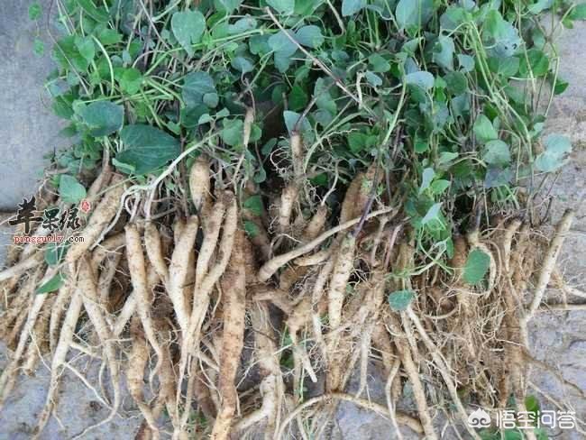 甘肅黨參最新價(jià)格動(dòng)態(tài)，市場(chǎng)走勢與影響因素分析