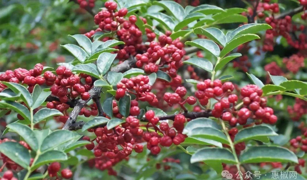 花椒價(jià)格最新行情2024，科技引領(lǐng)，椒香走向未來(lái)