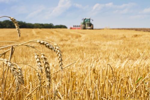 鶴壁小麥最新行情，科技引領(lǐng)農業(yè)新時(shí)代，市場(chǎng)智能體驗新篇章