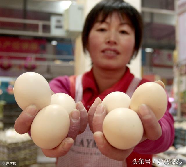 周口雞蛋今日最新價(jià)格，勵志故事背后的雞蛋價(jià)值探索