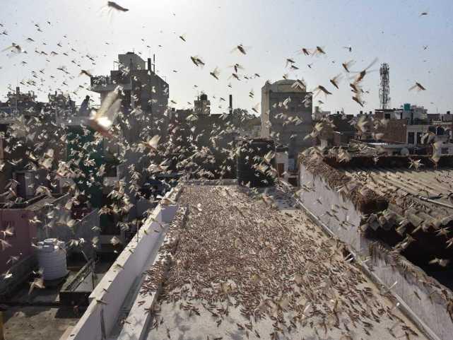 蝗蟲(chóng)最新動(dòng)態(tài)，蟲(chóng)群變化學(xué)習之旅，自信與成就感的伴隨成長(cháng)