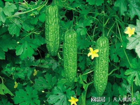 苦瓜最新網(wǎng)站，探索自然美景，尋找內心寧靜的輕松之旅