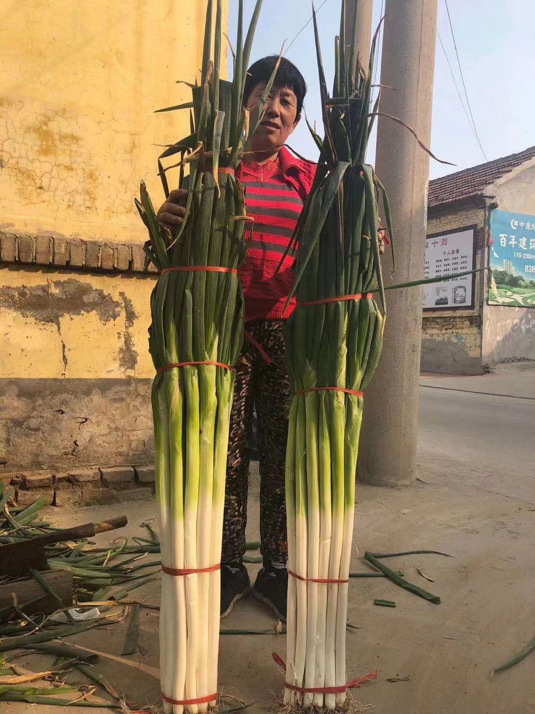 保定大蔥近期價(jià)格走勢，機遇與挑戰中的勵志力量