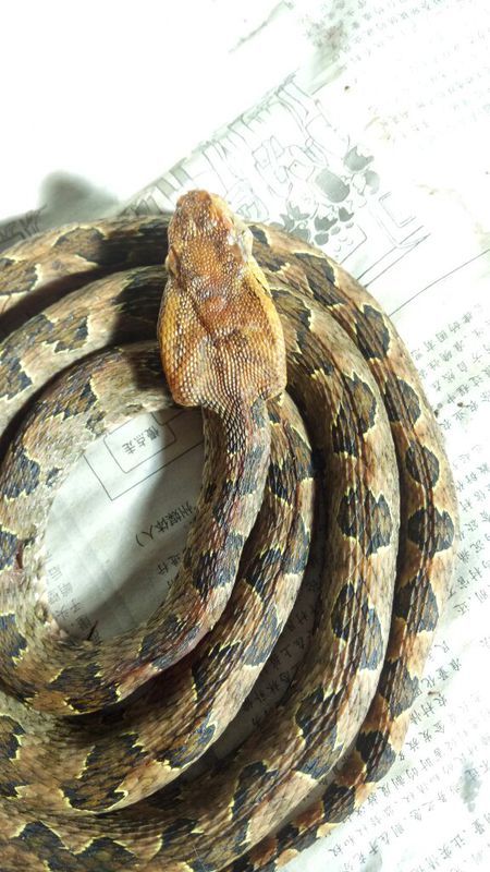 蛻變中的自信與成就，蛇的行情展望