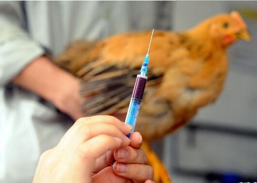 病情最新圖片獲取與分析指南，圖片獲取及分析步驟詳解