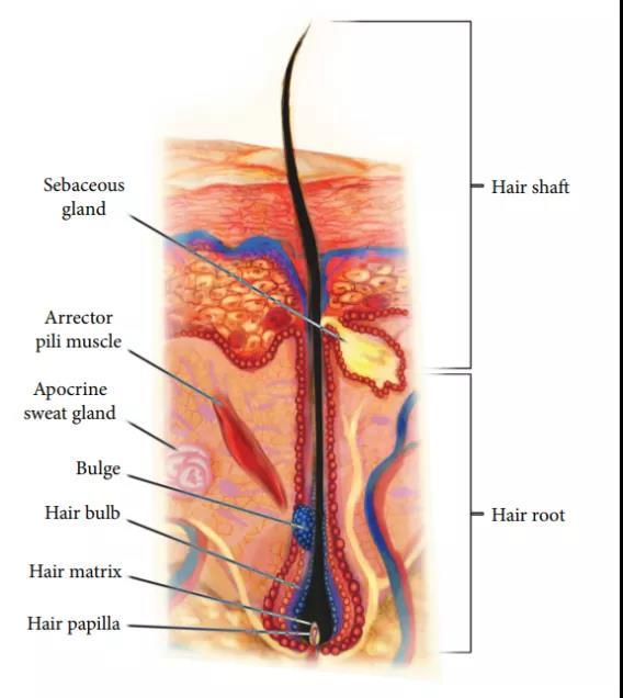 橫紋肌樣瘤最新治療技術(shù)，小巷深處的生命曙光