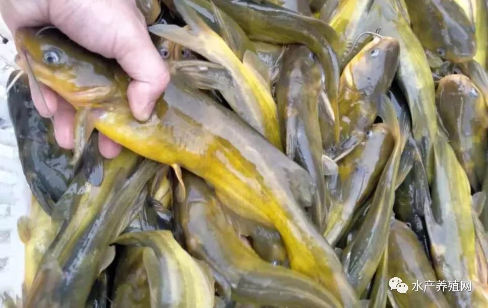 鮰魚(yú)價(jià)格變遷背后的故事，行情變化中的自信與成就感探尋