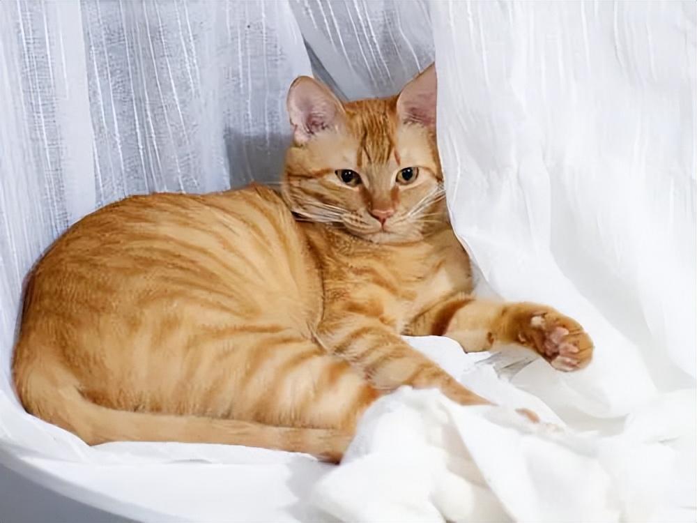 貓品種與價(jià)格，一場(chǎng)自然美景的探尋之旅