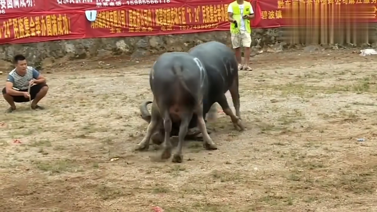 貴州斗牛傳奇篇章，回顧2017年斗牛比賽的精彩瞬間