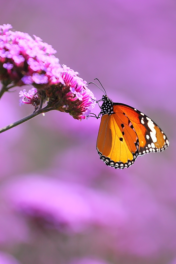 紫蝶舞動(dòng)新篇章，任務(wù)完成與技能學(xué)習指南