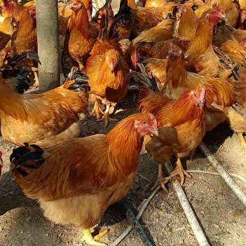 閹雞最新行情，巷弄深處的風(fēng)味秘境探索