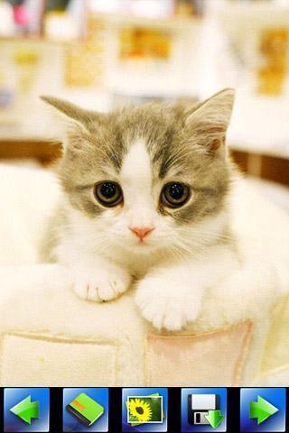 探索特色小店，最新貓咪應用下載，小巷隱藏寶藏的奇妙之旅