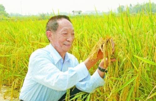 袁隆平最新科研進(jìn)展揭秘，突破性進(jìn)展引人矚目