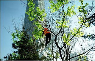 馬樹(shù)最新資訊，完成任務(wù)與學(xué)習新技能的詳細步驟指南