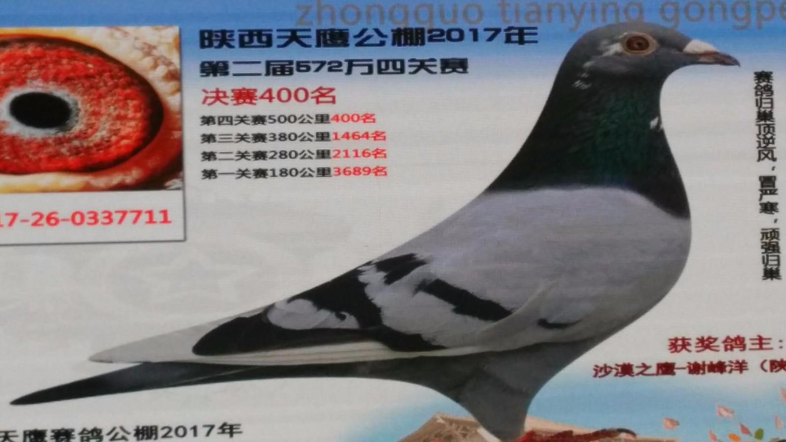 天鷹公棚歷程回顧，最新消息鑄就輝煌篇章