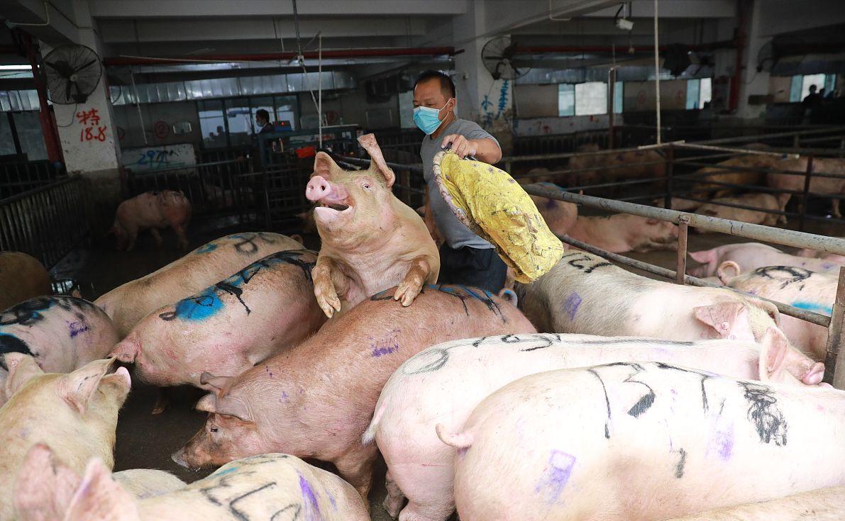 科技引領(lǐng)未來(lái)，最新小麥價(jià)格行情實(shí)時(shí)查詢(xún)動(dòng)態(tài)掌握