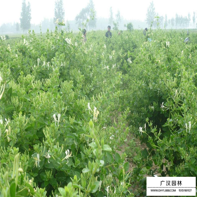 金銀花最新行情與機遇，價(jià)格變動(dòng)中的自信與成就感之源