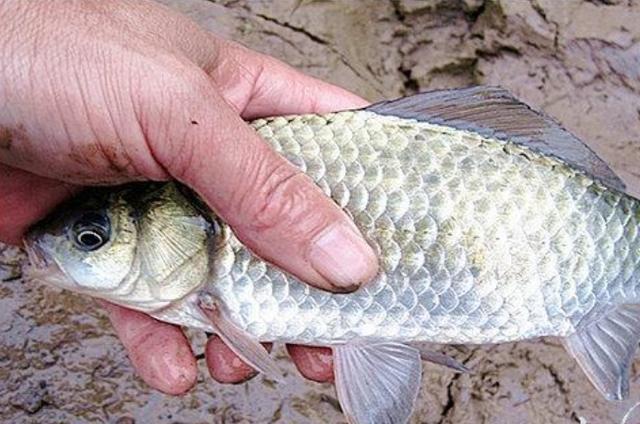 高科技智能魚(yú)探設備引領(lǐng)海洋探索新時(shí)代，最新魚(yú)訊速遞