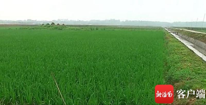 澄邁最新動(dòng)態(tài)，自然美景探索之旅，尋覓內心平和與寧靜的旅程