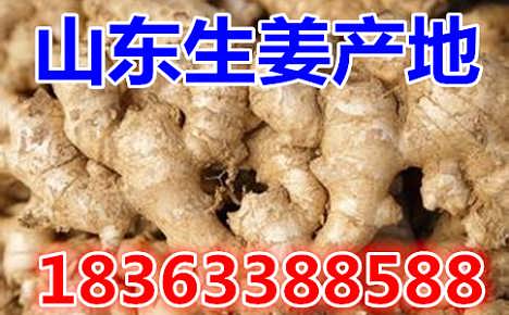 鮮姜最新價(jià)格揭秘，自然美景背后的旅行探索之旅