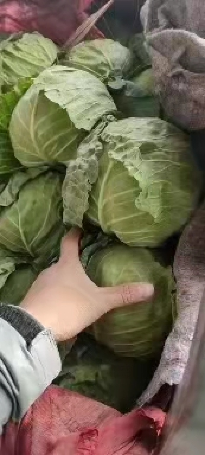 永年甘藍最新價(jià)格及市場(chǎng)走勢、種植要點(diǎn)與購買(mǎi)指南全解析