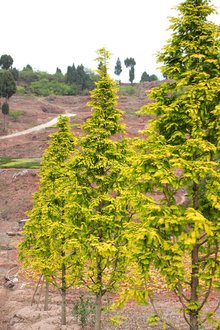 最新彩葉樹(shù)種種植與養護指南，從選種到養護一步到位！