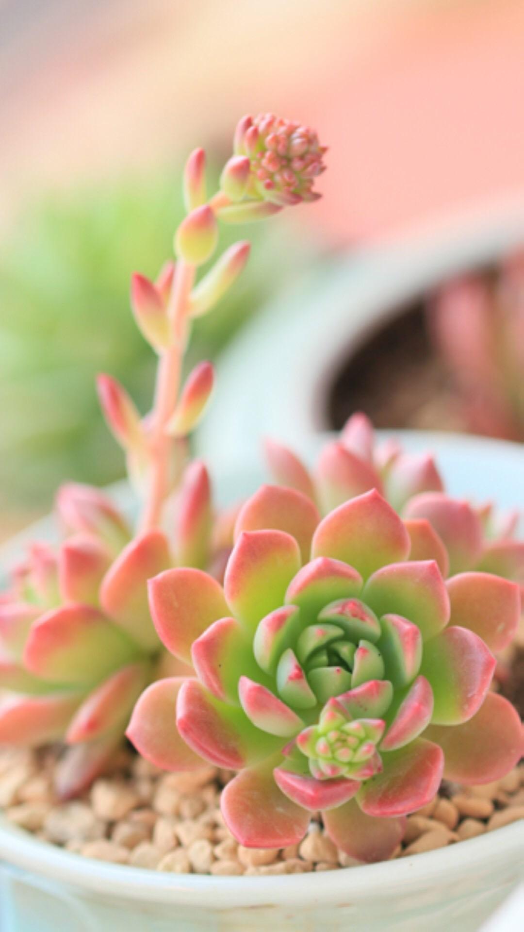 最新多肉植物，獨特的植物美學(xué)觀(guān)點(diǎn)探討