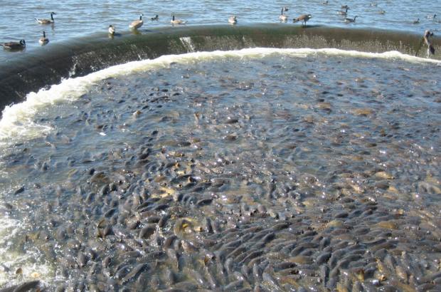 美國鯉魚(yú)成災背后秘密揭秘，鯉魚(yú)泛濫與小巷獨特小店的故事