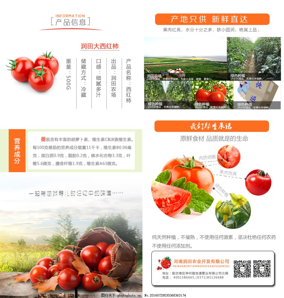 安徽西紅柿產(chǎn)地探秘，自然美景與鮮美西紅柿的邂逅之旅
