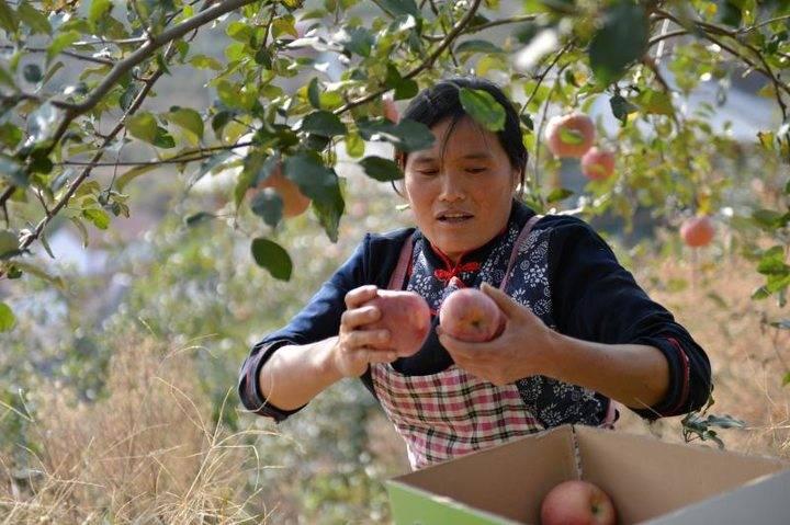 沂源蘋(píng)果最新價(jià)格，綠色之旅帶來(lái)內心的平靜