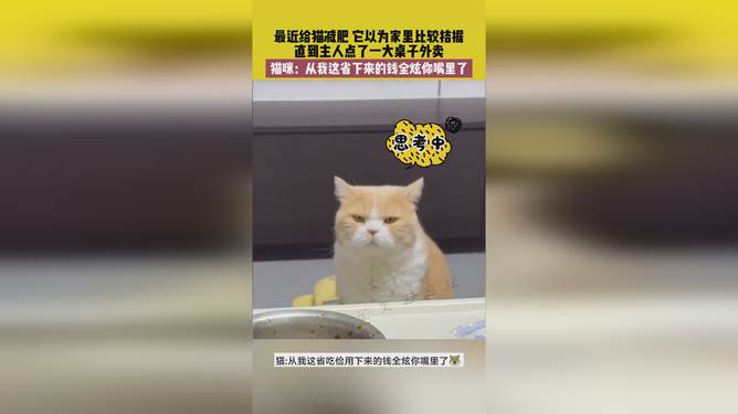 省貓任務(wù)輕松完成指南，最新技能學(xué)習與任務(wù)執行詳細步驟
