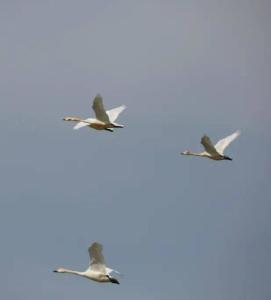 鳥(niǎo)類(lèi)遷徙最新詳細步驟指南，了解鳥(niǎo)類(lèi)遷徙的全程之旅