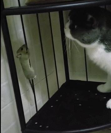 城市隱秘觀(guān)察者，灰色老鼠的最新動(dòng)態(tài)觀(guān)察