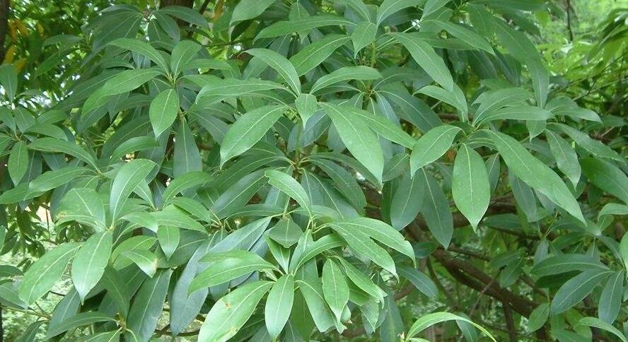 南山楠最新，自然美景的輕松探索之旅