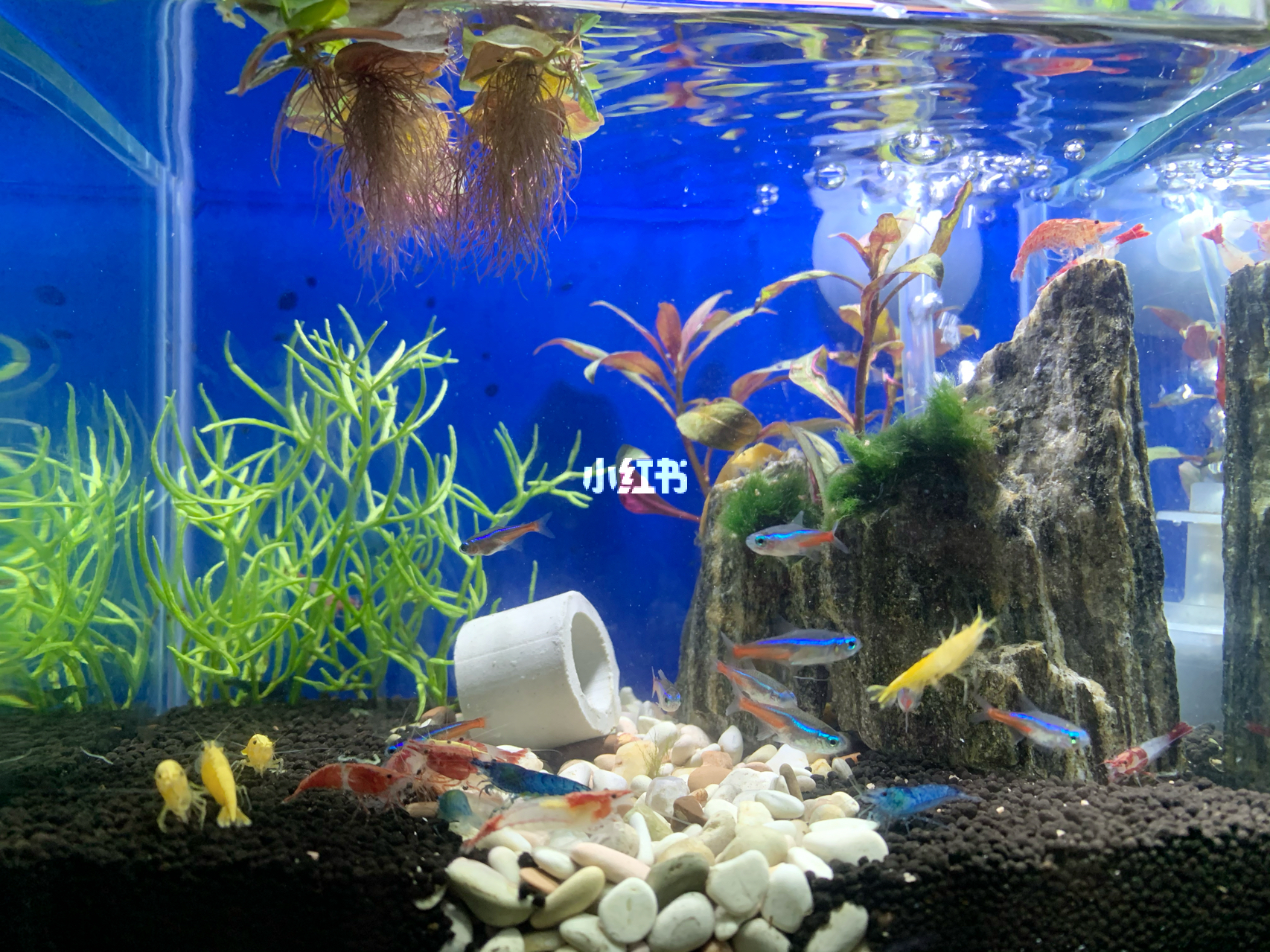 最新魚(yú)缸圖片，水族美學(xué)的時(shí)代變遷欣賞