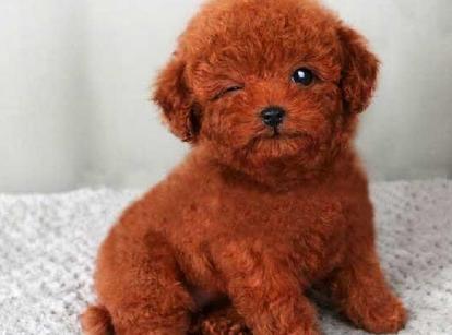 最新小鹿犬，趣事不斷，傳遞溫馨友誼與愛(ài)的小使者