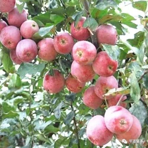 西太后愛(ài)心包最新系列，時(shí)尚與慈善的完美結合，展現獨特魅力風(fēng)采