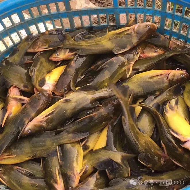 黃顙魚(yú)最新報價(jià)大全，專(zhuān)業(yè)指南與實(shí)時(shí)更新